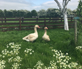 couple of geese